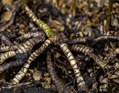 Bamboo Bambusa Sp Roots Stock Image C Science Photo