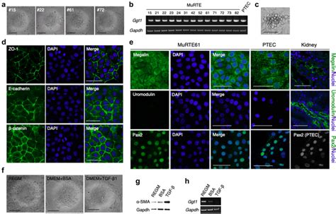 Renal Proximal Tubular Epithelial Cell Type Identification Of Murte61 Download Scientific