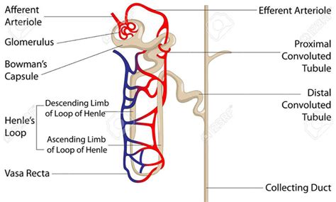 Proximal And Distal Tubules