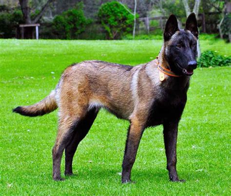 huấn luyện Chó Malinois những hành vi và lệnh cơ bản.
