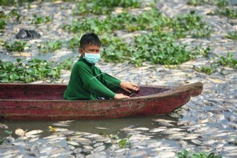 Penanganan Kematian Ikan Danau Maninjau ANTARA News Papua