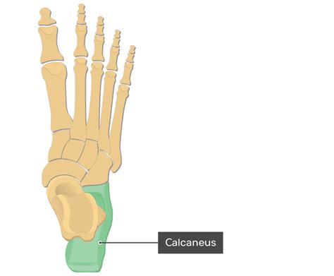 Foot Bone Diagram Labeled