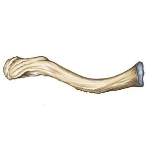 Ключица – Easy Anatomy 3D