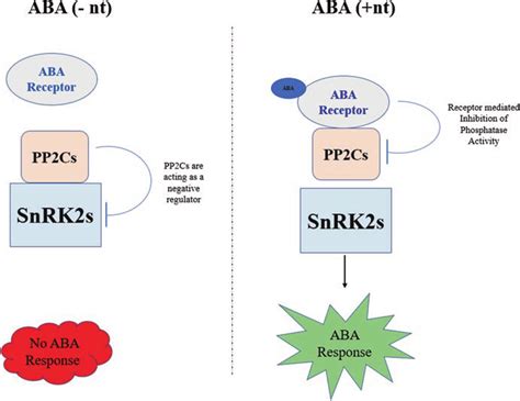 Core Component Of Aba Signaling Pathway In Plants In The Absence Of