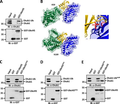 UbcH5 Binds Preferentially To Monoubiquitinated Otub1 Through Backside