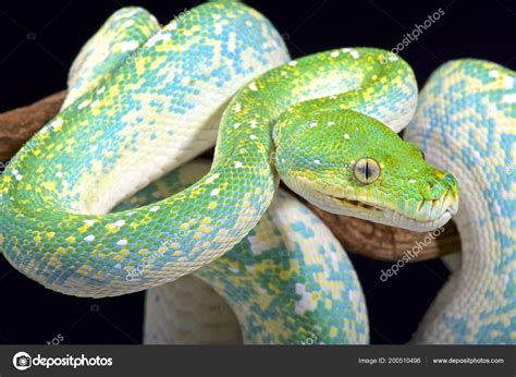 Green Tree Python Morelia Viridis Stock Photo By Reptiles All