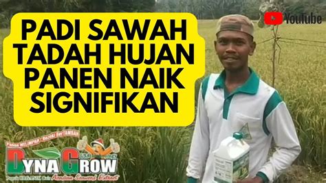 PADI SAWAH TADAH HUJAN PANEN NAIK SIGNIFIKAN POC Dyna Grow