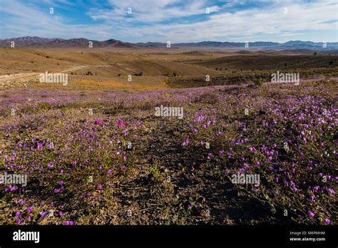 Blooming Desert Chile 2017 Stock Photo - Alamy