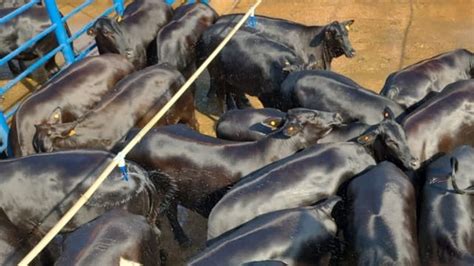 Pecuarista Se Especializa Em Gado De Carne De Qualidade No Interior De