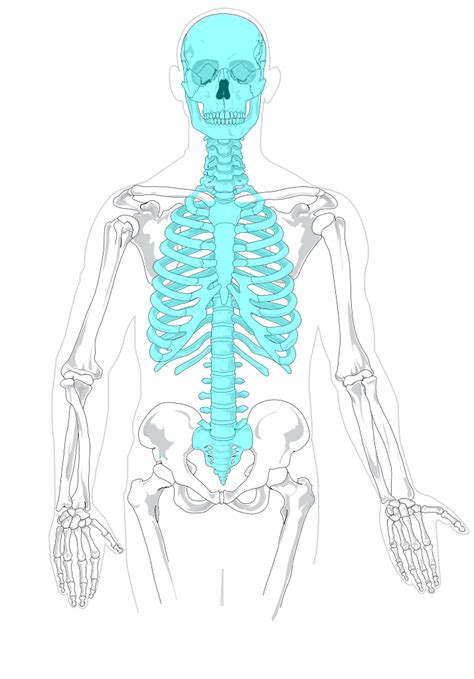 The Axial Skeleton | Human Anatomy and Physiology Lab (BSB 141)