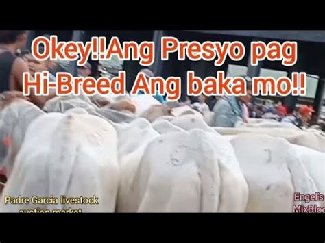 Okey Ang Presyo Pag Hi Breed Ang Baka Mo Youtube