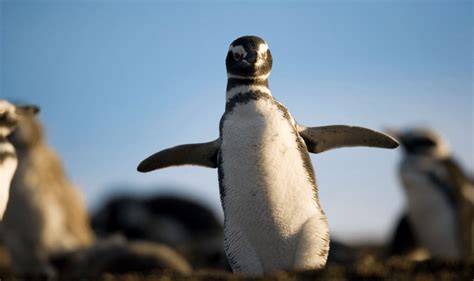 Con La Llegada De Los Primeros Pingüinos Se Abrió Al Turismo La