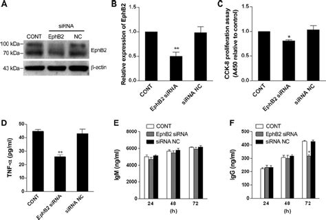 Abatement Of Ephb Inhibited B Cell Activation A Detection Of Ephb