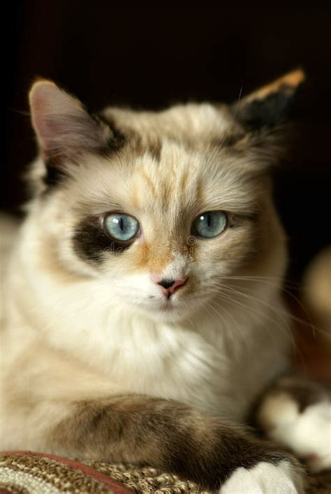 Beautiful Snowshoe Ragdoll Kitten Stock Image Image Of Posing Head