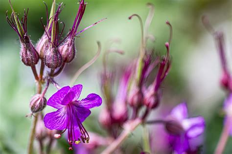 Wildflower Flower Pink Free Photo On Pixabay Pixabay