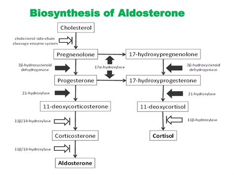 Mineralocorticoids | PPT