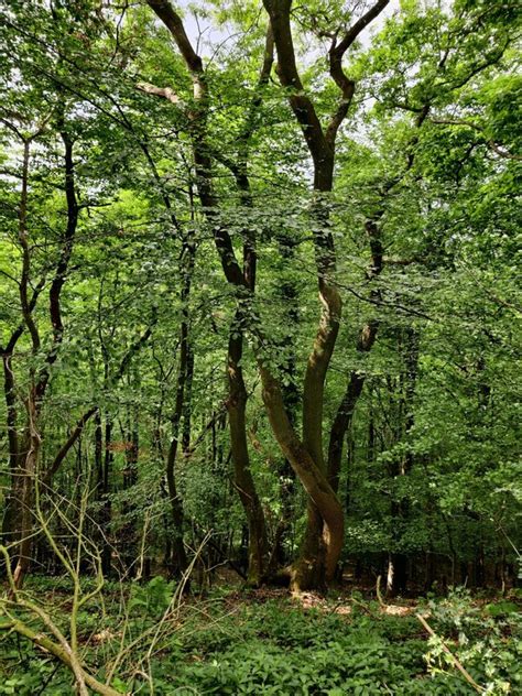 Affcot Coppice At Wenlock Edge Mat Fascione Geograph Britain And