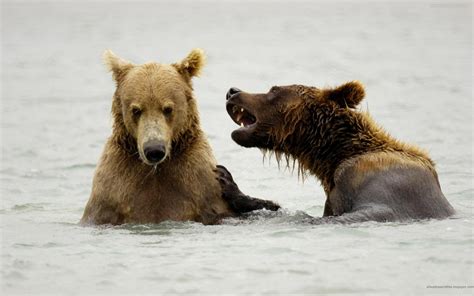 Bear | The Biggest Animals Kingdom
