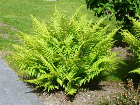 The Best Types Of Outdoor Perennial Ferns Ideas