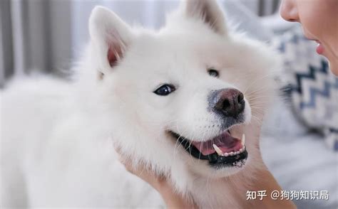 萨摩耶犬怎样训练才听话方法在这里 知乎