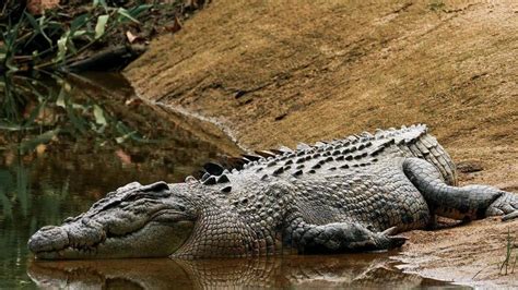KAP party wants crocs culled but advocates say education is key in wake ...