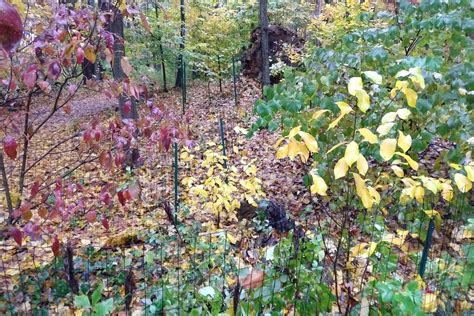 Understory Trees Mostly Native Shade