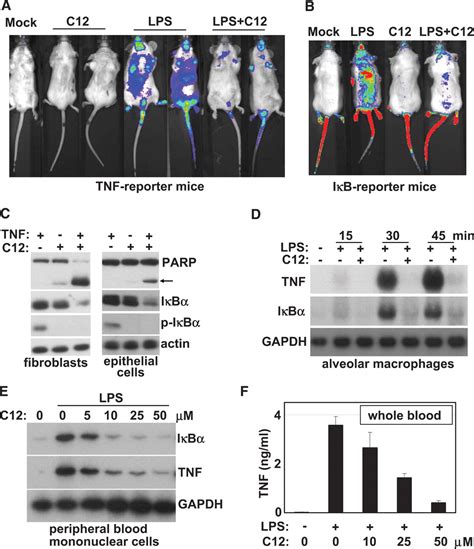 Modulation Of Gene Expression Via Disruption Of Nf B Signaling By A