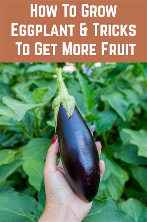 Pin On Growing Fruits And Veggies