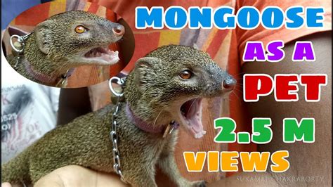 Mongoose As A Village Pet Youtube