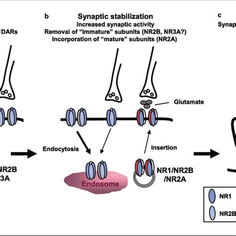 Developmental Changes In Synaptic Nmdars Synaptic Activity During