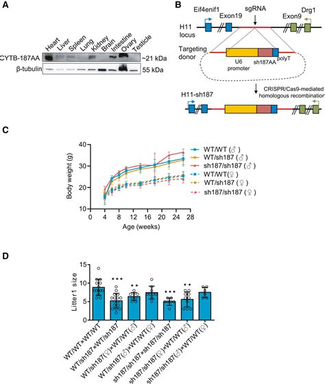 A Novel Protein CYTB 187AA Encoded By The Mitochondrial Gene CYTB