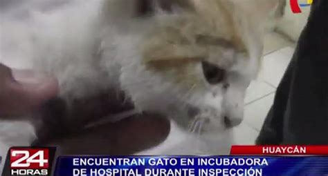 Huayc N Encuentran A Un Gato Durmiendo En Incubadora De Hospital