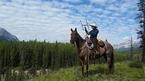 Banff's bison herd growing, thriving as it explores new range, Parks ...