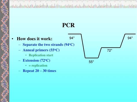 Ppt Pcr Powerpoint Presentation Free Download Id 152537