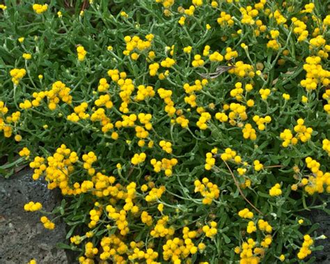 Chrysocephalum Apiculatum Common Everlasting Gardensonline