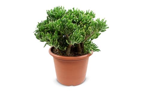 Crassula Hobbit 50 Cm 30 Kopen Plantcentraal Nl