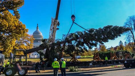 2021 Us Capitol Christmas Tree Arrives In Washington Dc