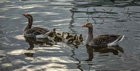 Greylag Goose British Waterfowl Association