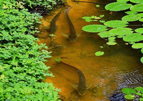 Tres Países Entregarán A Colombia 34 Millones De Dólares Para La Protección De La Selva