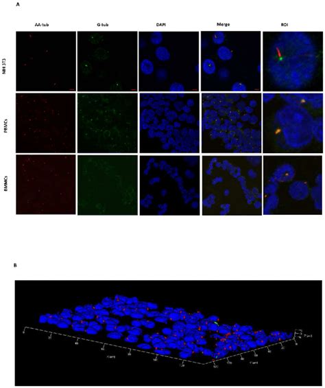 Figure 1 From Primary Cilia Are Present On Human Blood And Bone Marrow