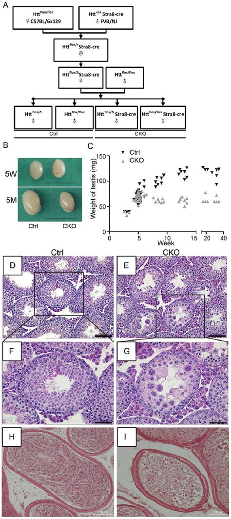 The Generation And Phenotype Of Male Htt Cko Mice A The Breeding