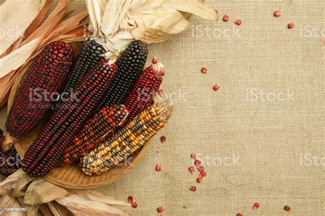 Decorative Indian Corn On Yuta Fabric Background Multi Colored Flint