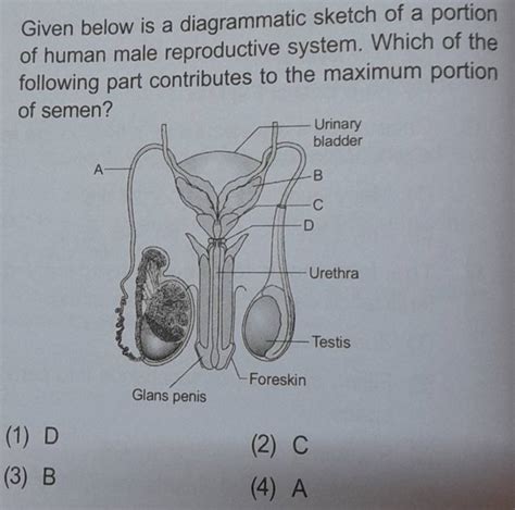 Given Below Is A Diagrammatic Sketch Of A Portion Of Human Male Reproduct