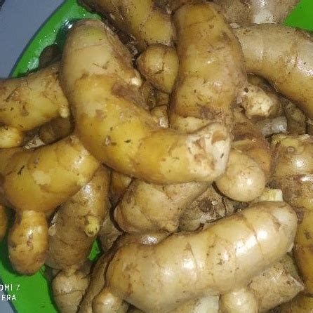 Jual Kunyit Putih Segar Kg Temu Putih Curcuma Zedoaria Shopee Indonesia