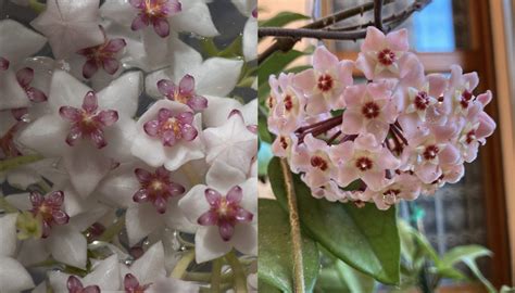 Hoya Fiore Di Cera Consigli Per Coltivazione E Cura Ohga