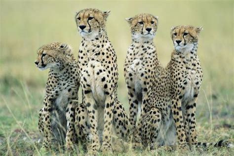 Four Cheetahs Photographic Print Paul Souders