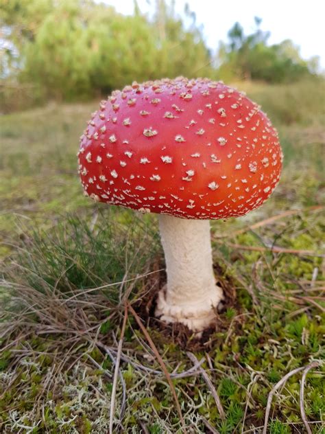 Paddenstoelen Dagje In De Natuur