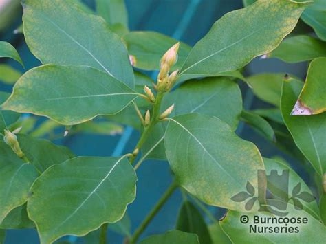 Machilus Yunnanensis From Burncoose Nurseries