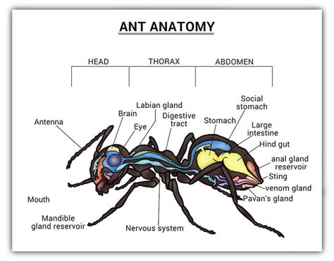 Do Ants Have Hearts Delving Into Ant Anatomy Mysteries Pestweek