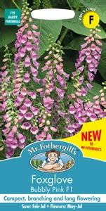 Foxglove Bubbly Pink F Cowell S Garden Centre Woolsington